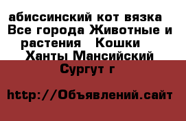 абиссинский кот вязка - Все города Животные и растения » Кошки   . Ханты-Мансийский,Сургут г.